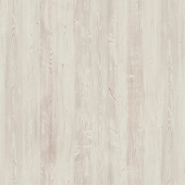 сосна эдмонт.jpg