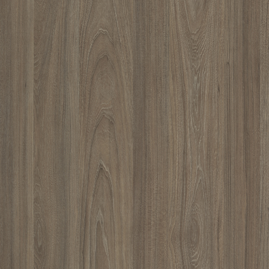 Вяз Благородный.jpg